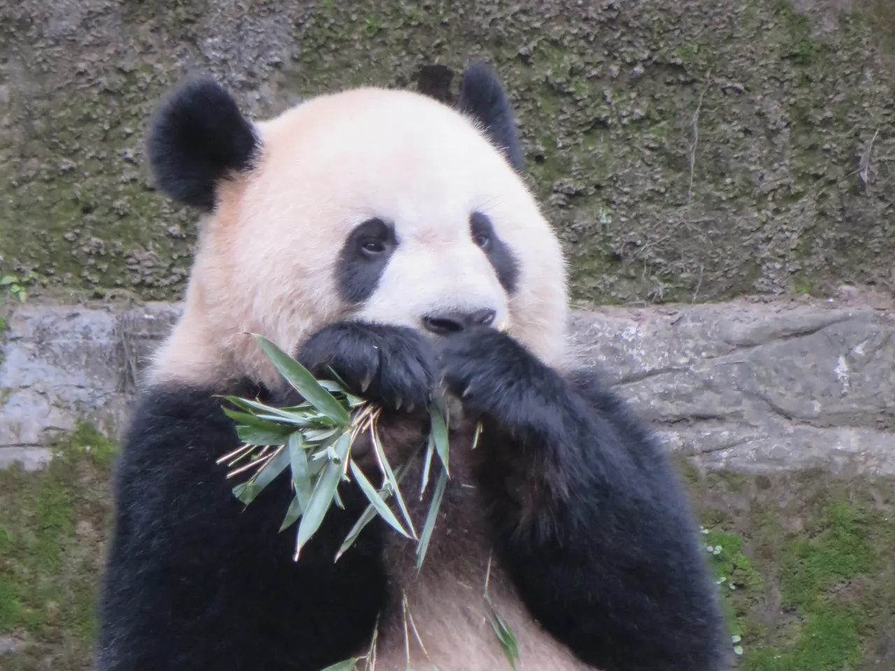 A giant panda at Chongqing Zoo holds bamboo leaves in its paws while eating.