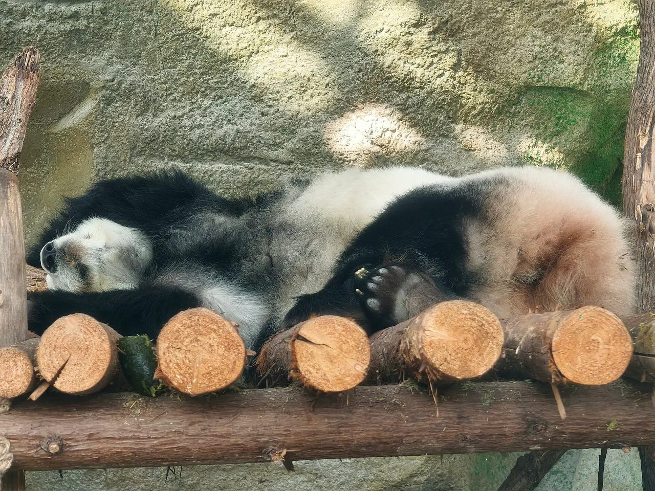 Giant panda asleep on a log platform at the Chengdu panda breeding base