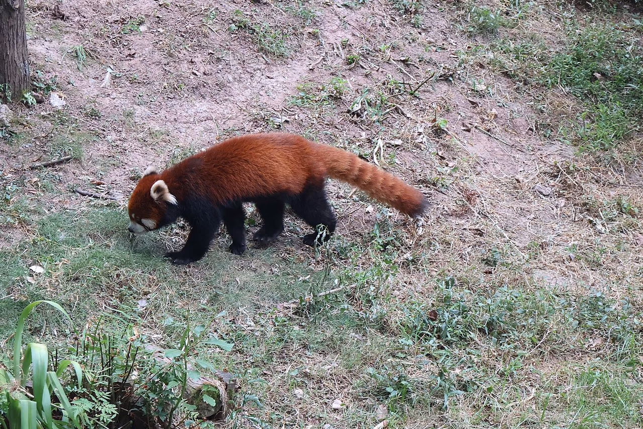 충칭 동물원의 야외 사육장에서 붉은 털과 긴 꼬리의 레서판다가 잔디 위를 걷는 모습.