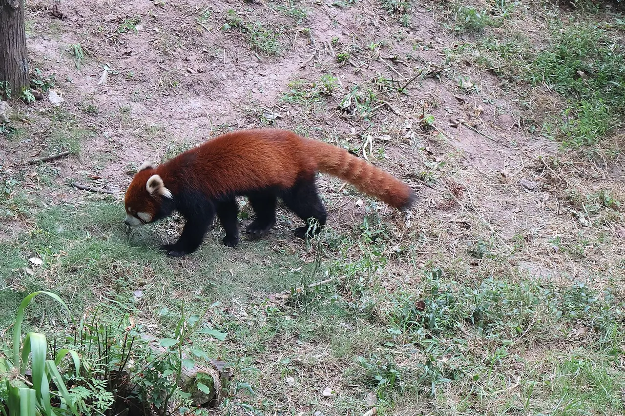 A red panda walks across the grass in its outdoor enclosure at Chongqing Zoo.