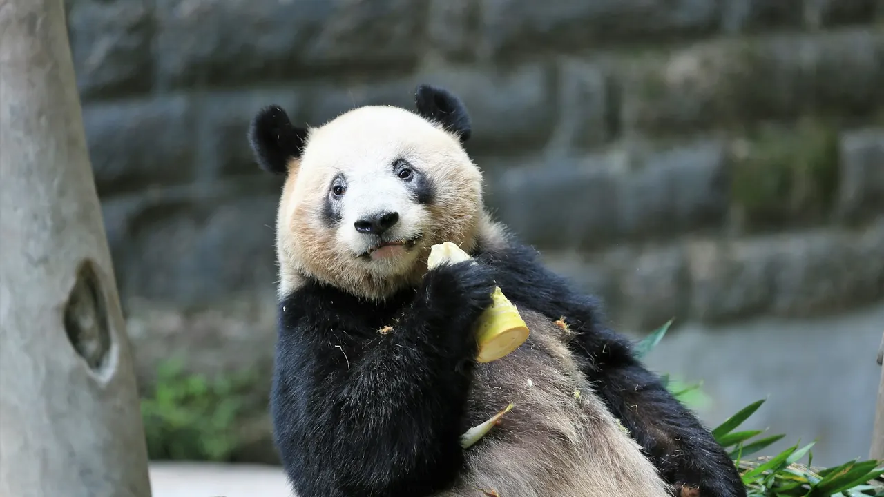 A giant panda eating bamboo shoots in Chongqing