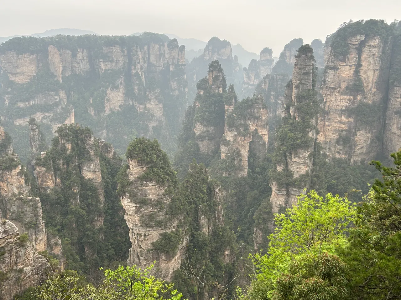Tree-covered sandstone pillars in Wulingyuan