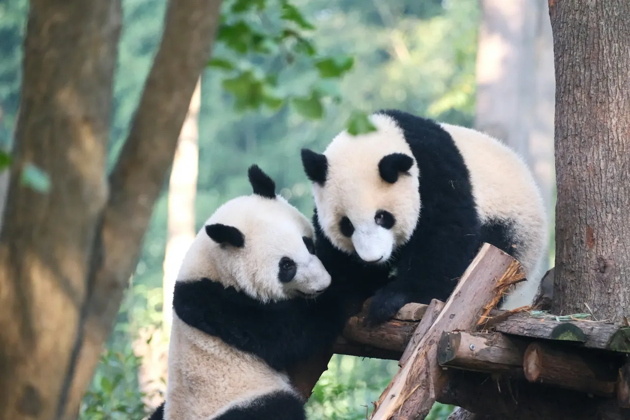 Two giant pandas lean toward each other on a wooden platform at Chengdu Panda Base.