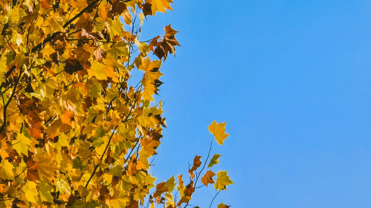 Golden leaves against a blue sky in Chongqing